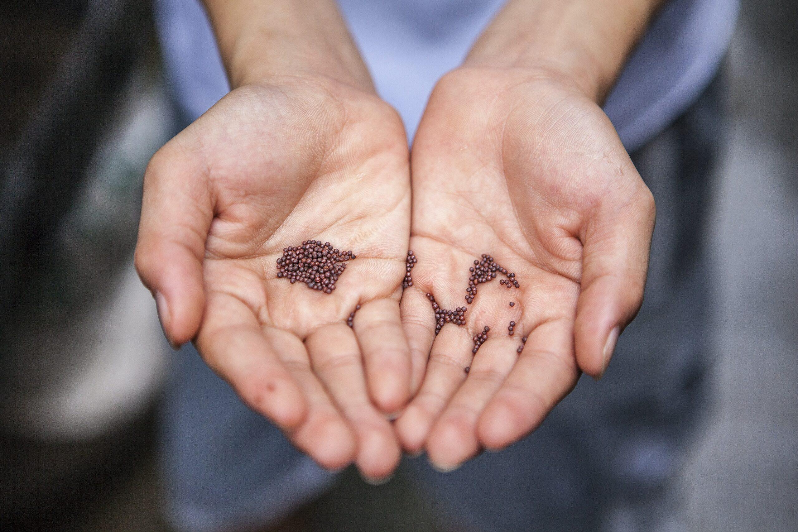 mustard seeds benefits