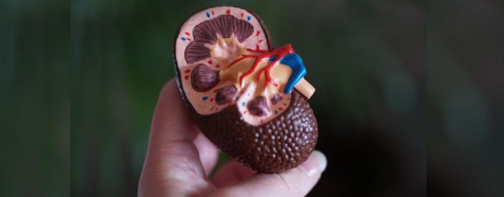 kidney care inexpensive lifestyle changes||kidney care inexpensive lifestyle changes
