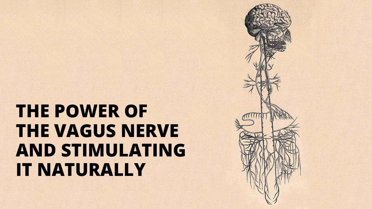 10 Simple and Inexpensive Ways to Stimulate Your Vagus Nerve Today how to stimulate the vagus nerve