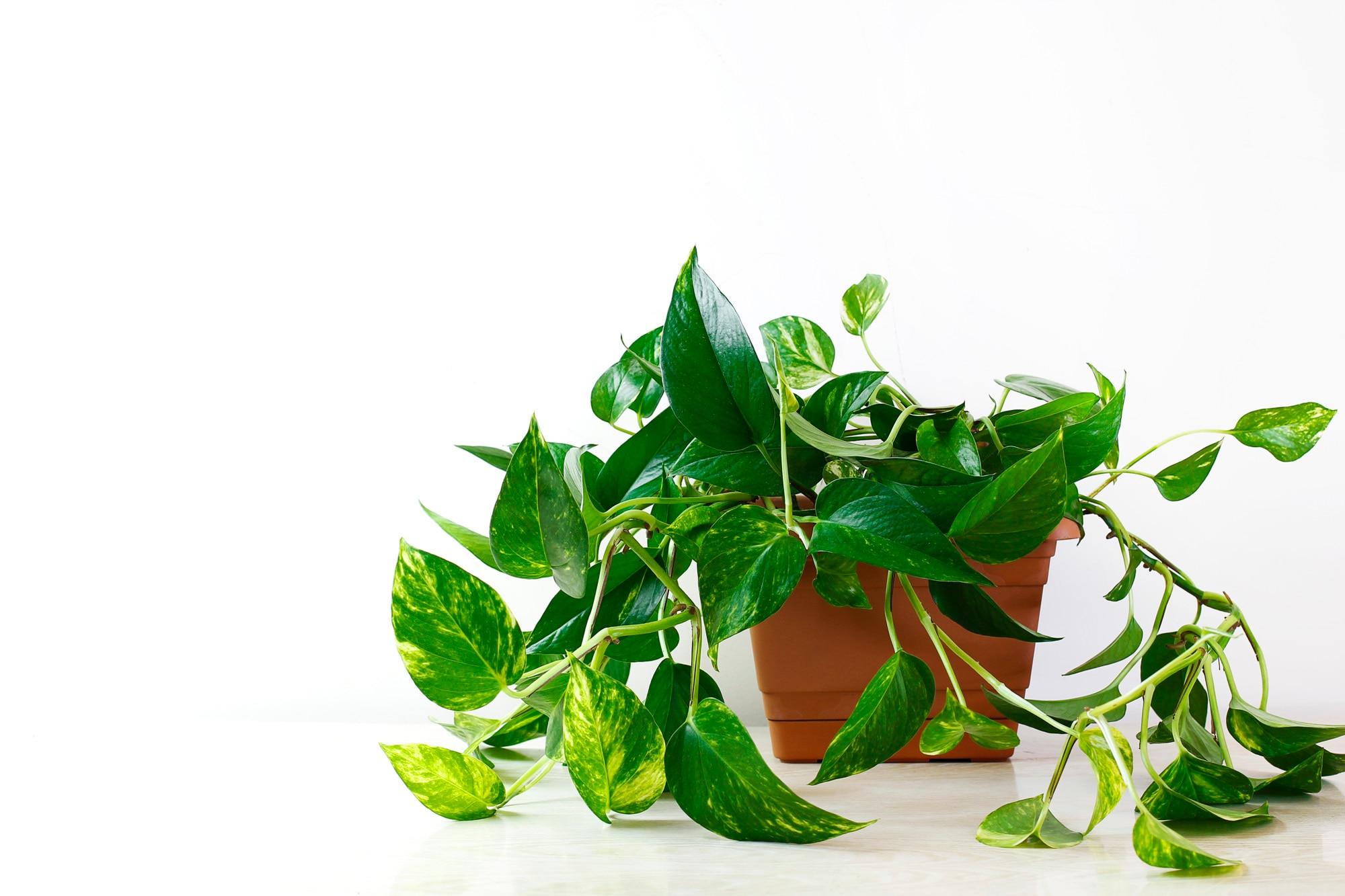 indoor-plants-air-quality