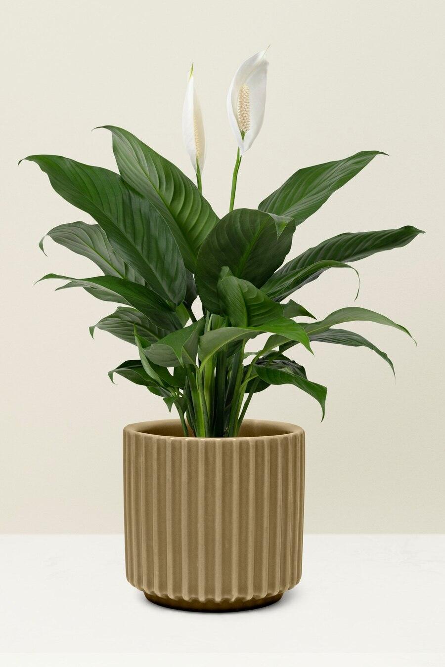 indoor-plants-air-quality