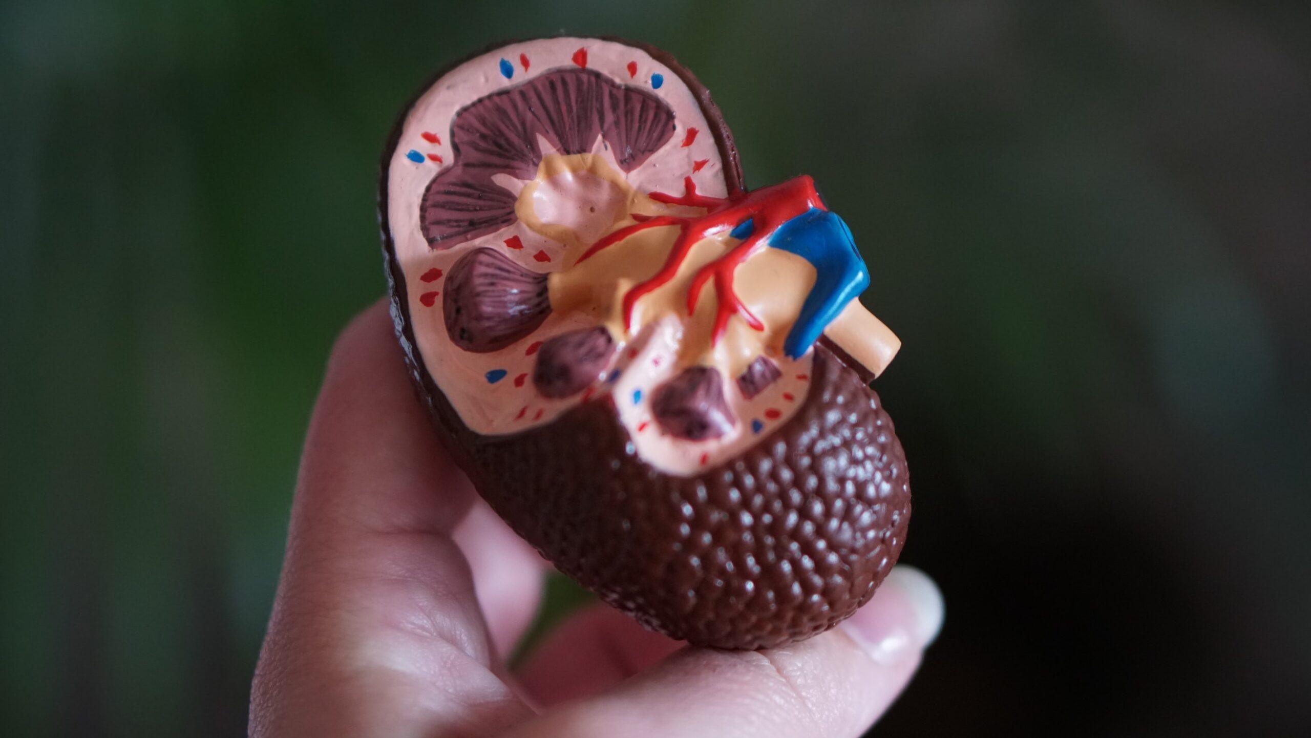 The Most Inexpensive Way of Taking Care of Your Kidneys kidneys care inexpensive lifestyle changes
