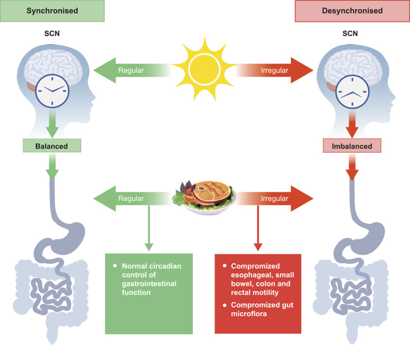 circadian rhythm digestion