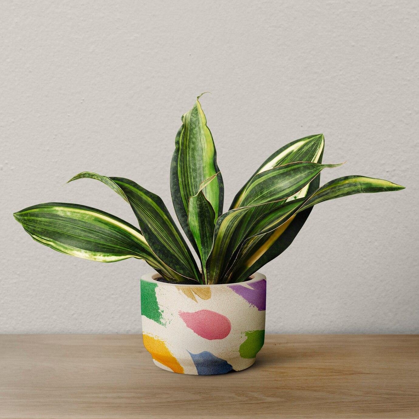 indoor-plants-air-quality