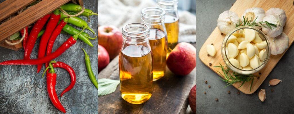 15+ Thermogenic Foods That Can Help You Burn Fat