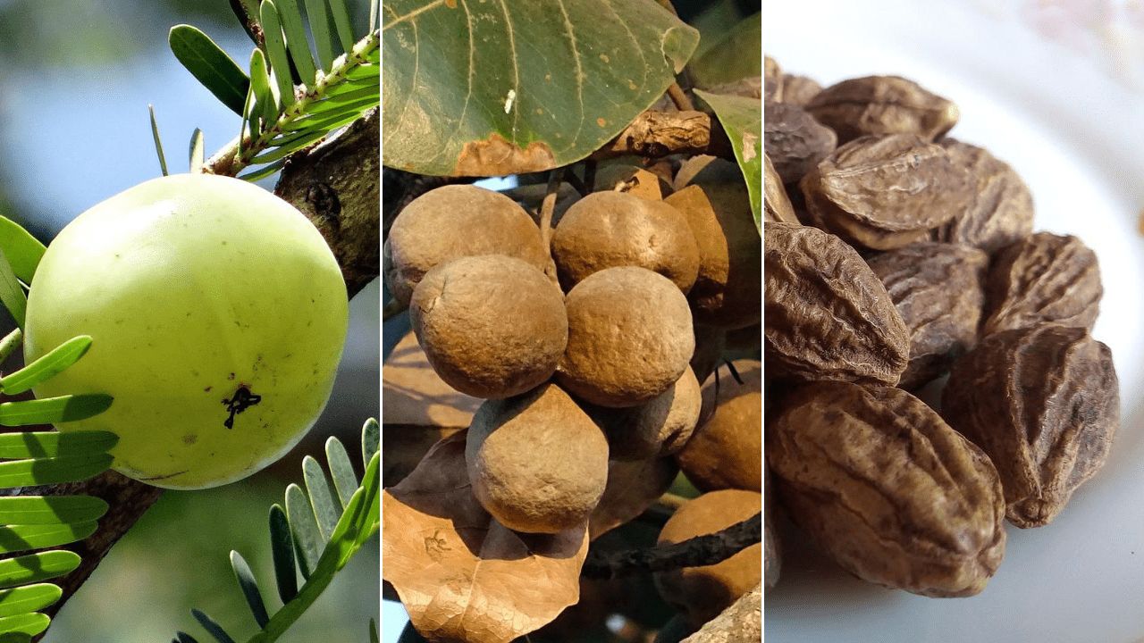 Close-up of Triphala showing health benefits