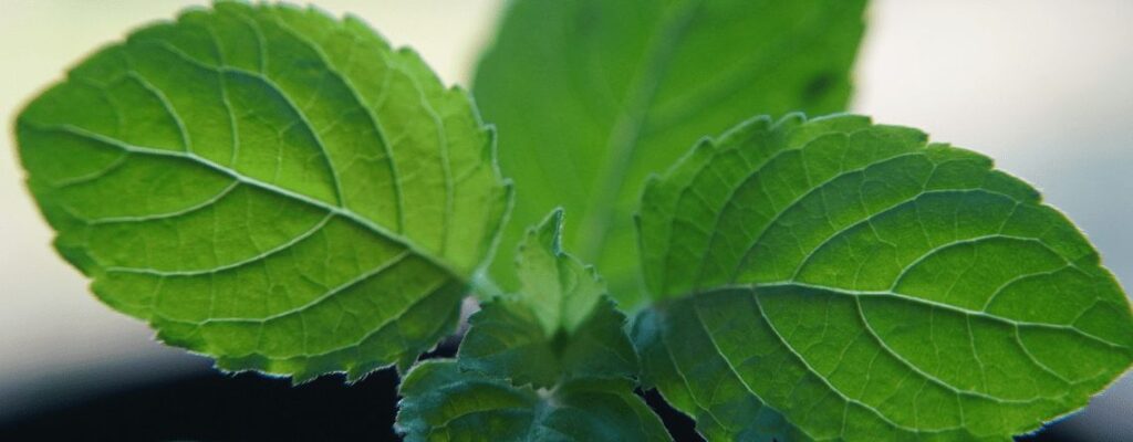 tulsi health benefits herbs|tulsi-health-benefits|tulsi-health-benefits|tulsi-health-benefits