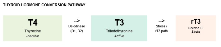 Your TSH Is Normal. So Why Are You Still Exhausted? Your TSH Is Normal. So Why Are You Still Exhausted?